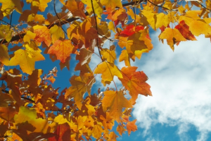 Fantastic Fall Foliage