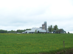 A farm with black-and-white cows