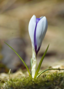 purple crocus