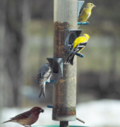 A pair of goldfinches and purple finches