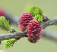 larch cone flowers