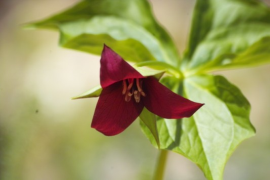 Red trillium