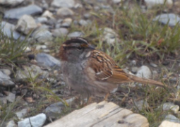 a female white-throated sparrow