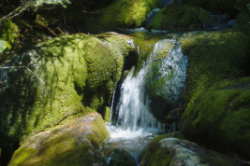 stream through mossy rocks