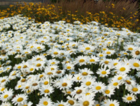 daisies and black-eyed susans