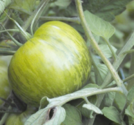 a tomato growing (Green Zebra)