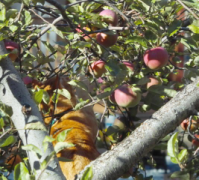 An apple-picking cat?