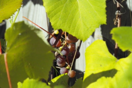 some grapes coming ripe