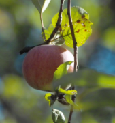 A ripe apple