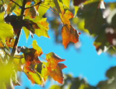 green and red maple leaves