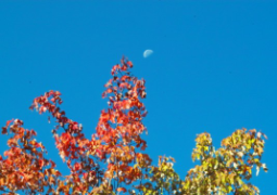 half moon with maple leaves