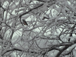 black-capped chickadee in snowy birch