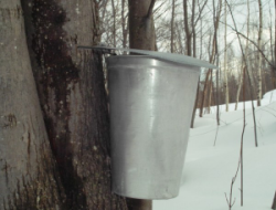 maple syrup on the way!