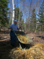 dumping into the manure pile