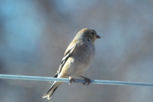 yet another goldfinch