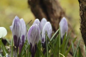 crocuses