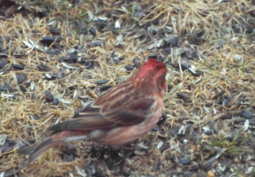 purple finch