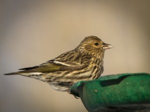 pine siskin